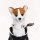 Corgi Driver Cover