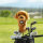 Golden Retriever Driver Daphne Headcover