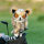 Eule Driver Daphne Headcover